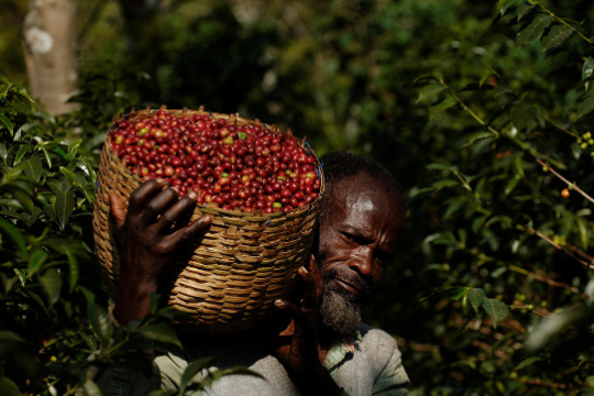 ジニス ・ケニアのコーヒー豆