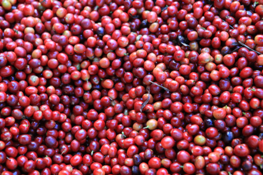 Red Bourbon: Finca Retana